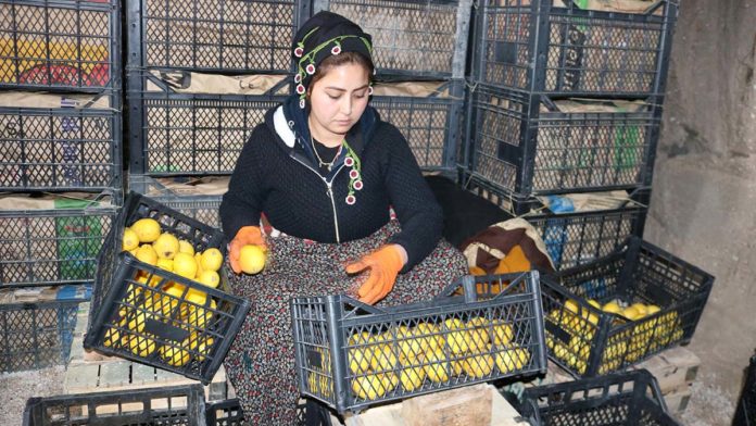 Limon işçisi kadınlar Anneler Günü'ne çalışarak girdi