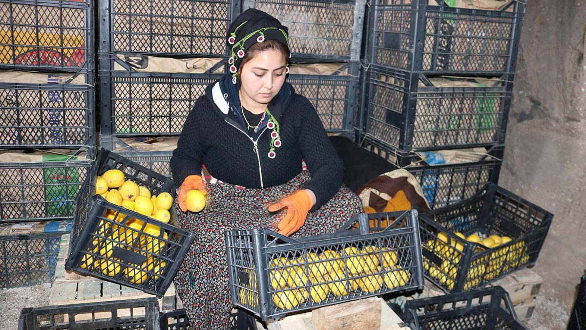 Limon işçisi kadınlar Anneler Günü'ne çalışarak girdi