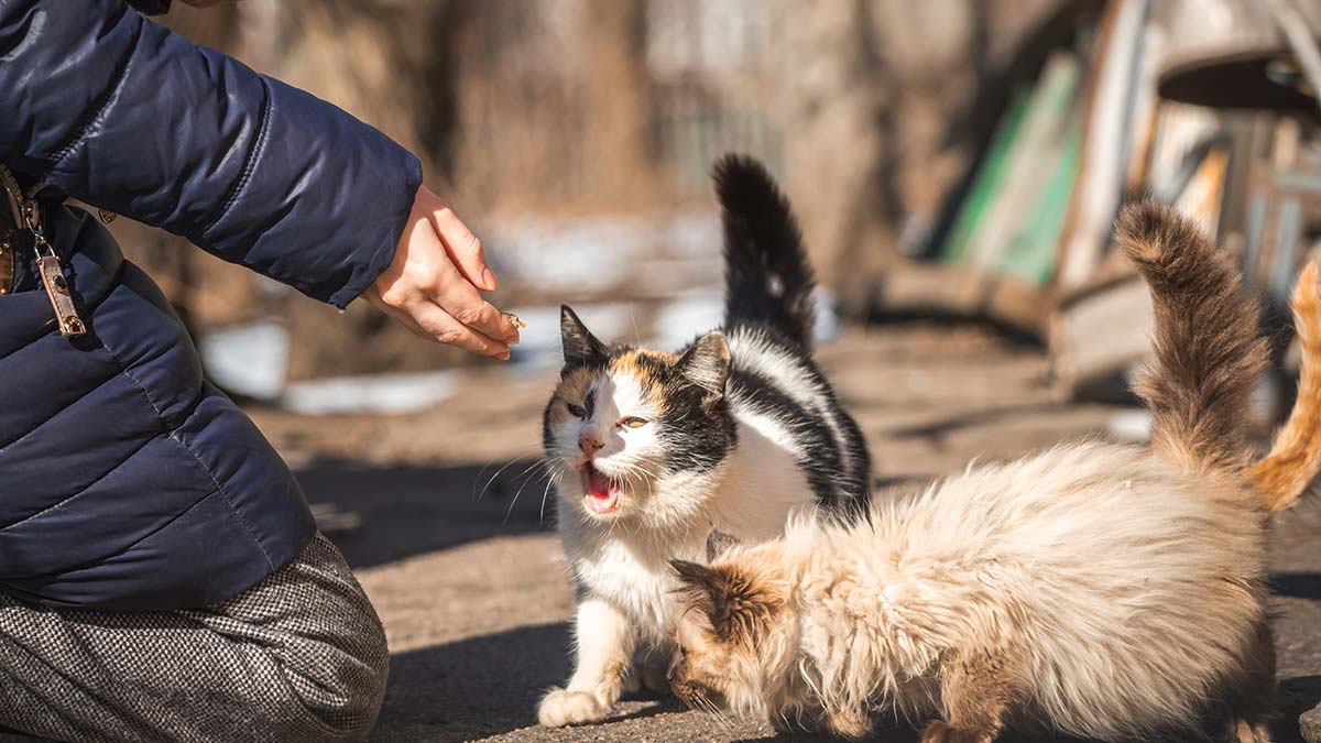 Hayvanı hor gören cenneti zor görür