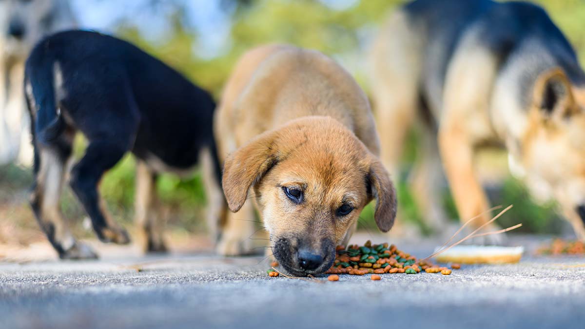Hayvanı hor gören cenneti zor görür