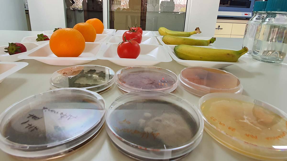 Yaş meyve ve sebze kaybının önüne geçilecek