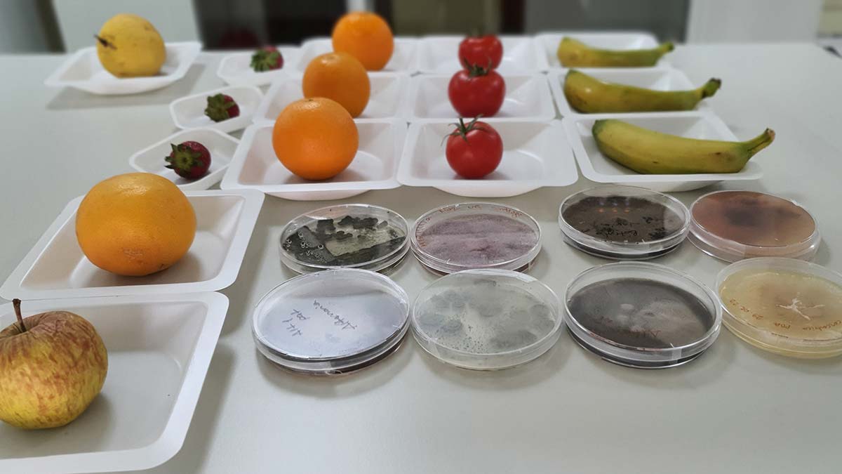 Tarım ve Orman Bakanlığı'nın desteğiyle Sağlık Bilimleri Üniversitesi tarafından yaş meyve ve sebze kaybının önlenmesi amacıyla yeni proje geliştiriliyor.