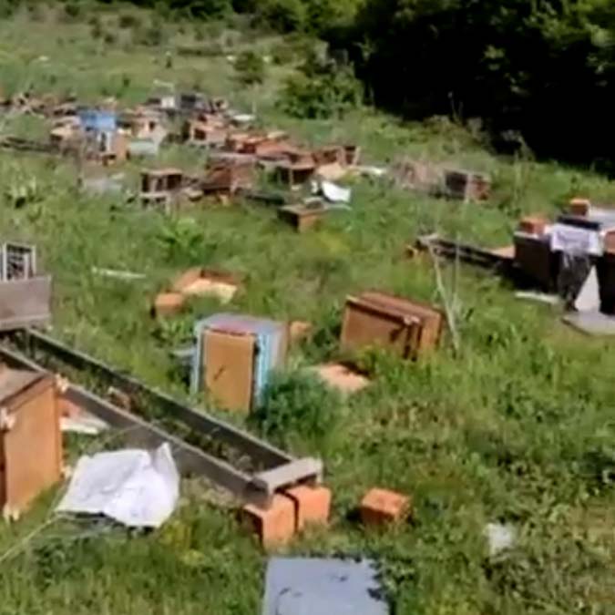 4 milyon arı öldü, ana arılar çalındı