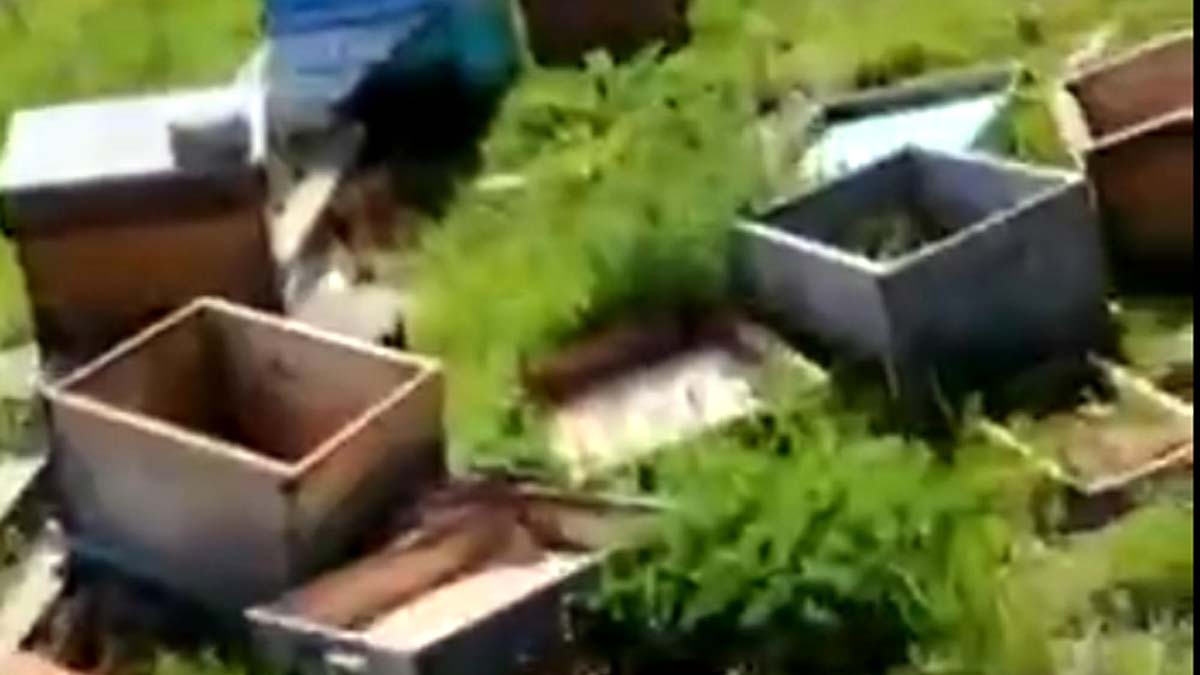 4 milyon arı öldü, ana arılar çalındı