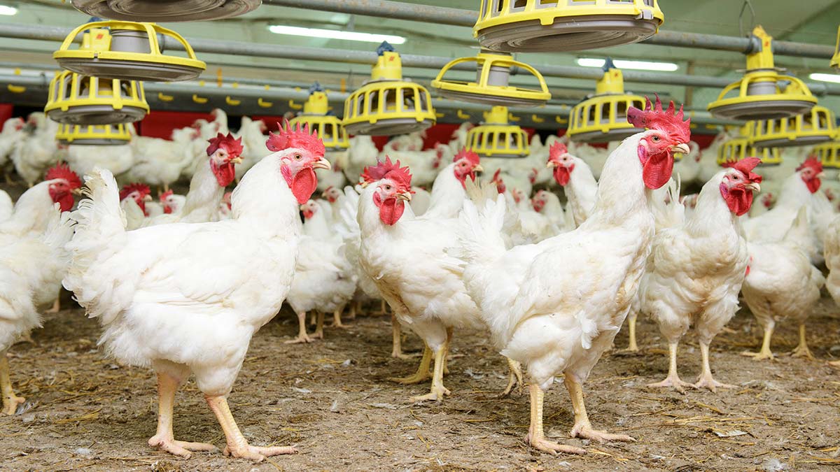 Dünyada en çok kanatlı eti tüketiliyor