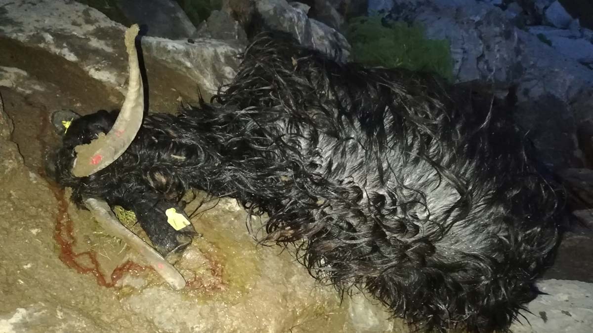 Yüksekova'da yıldırım düştü; 30 küçükbaş öldü