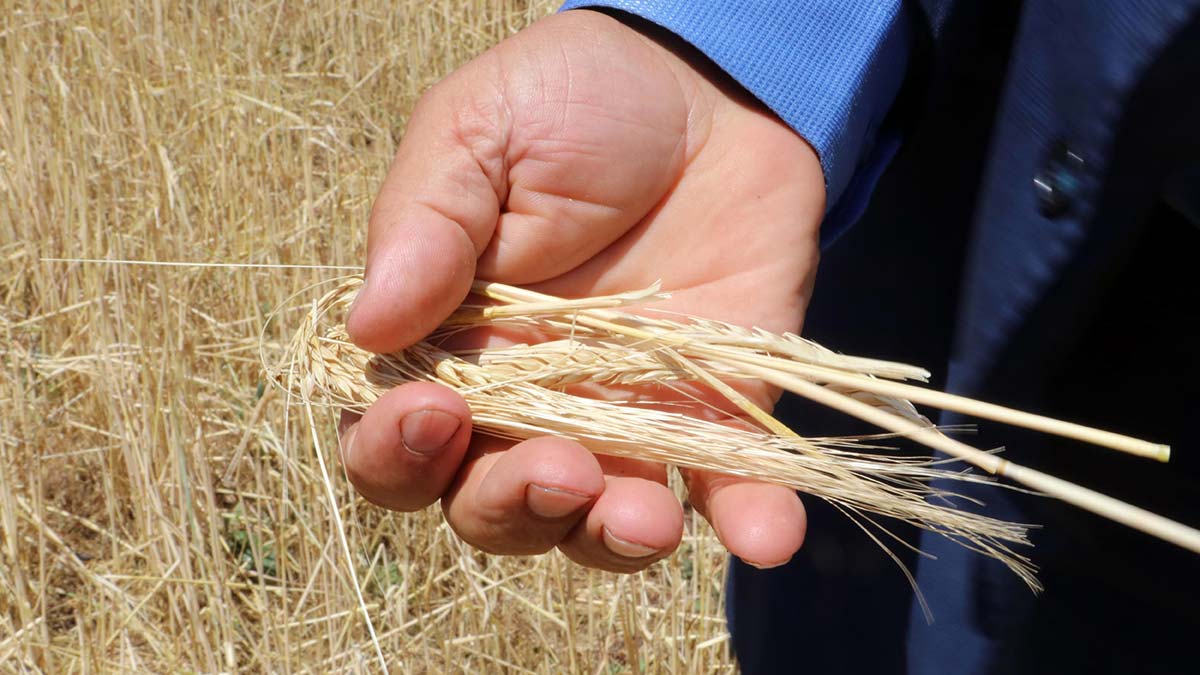 Dolu 500 dönüm arazideki ekili arpayı yok etti