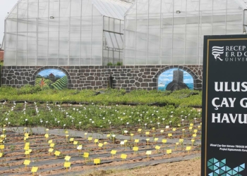 2 bin 54 çeşitle 'Çay Gen Havuzu' oluşturuldu