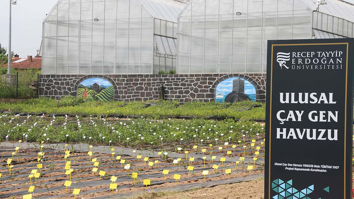 2 bin 54 çeşitle 'Çay Gen Havuzu' oluşturuldu