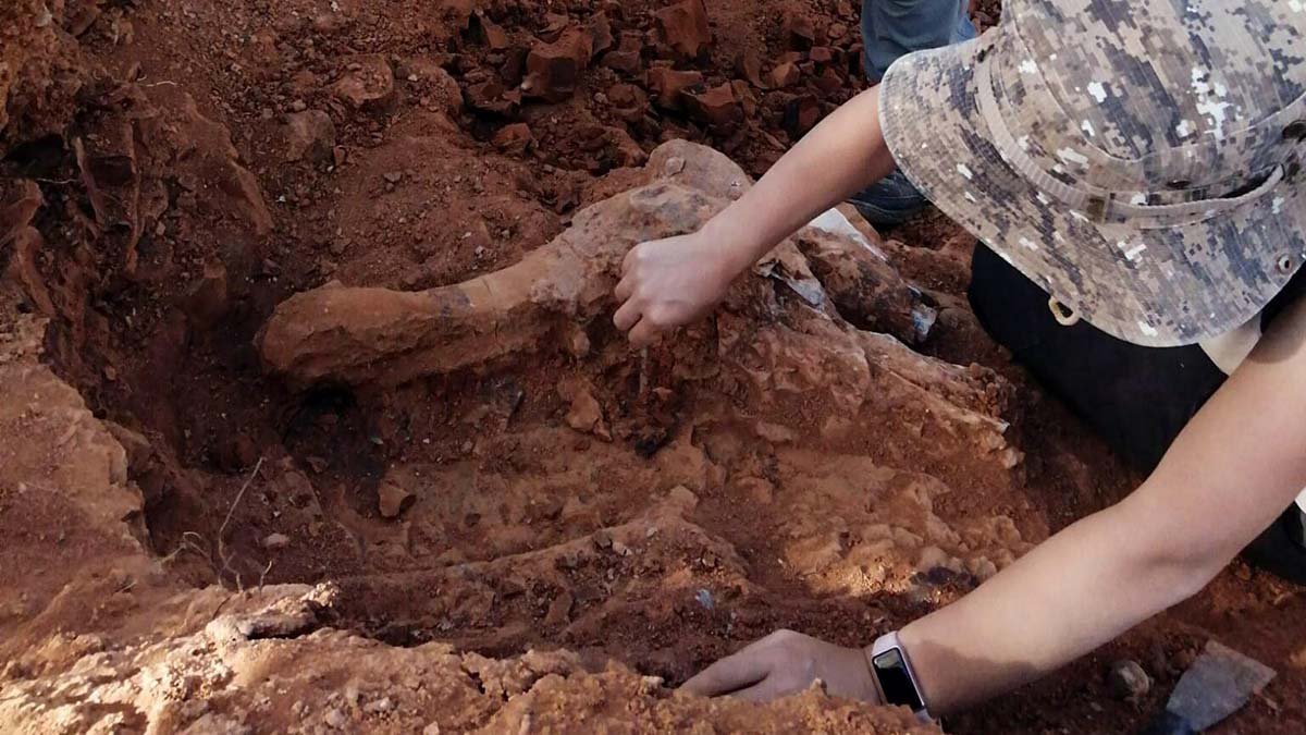 8 milyon yıllık hayvan fosilleri bulundu