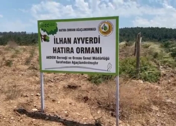 Ormanları sadece yangınlar yok etmiyor
