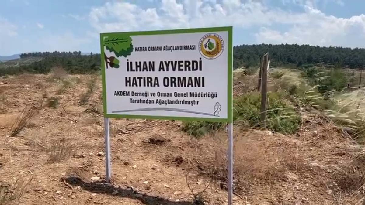 Ormanları sadece yangınlar yok etmiyor