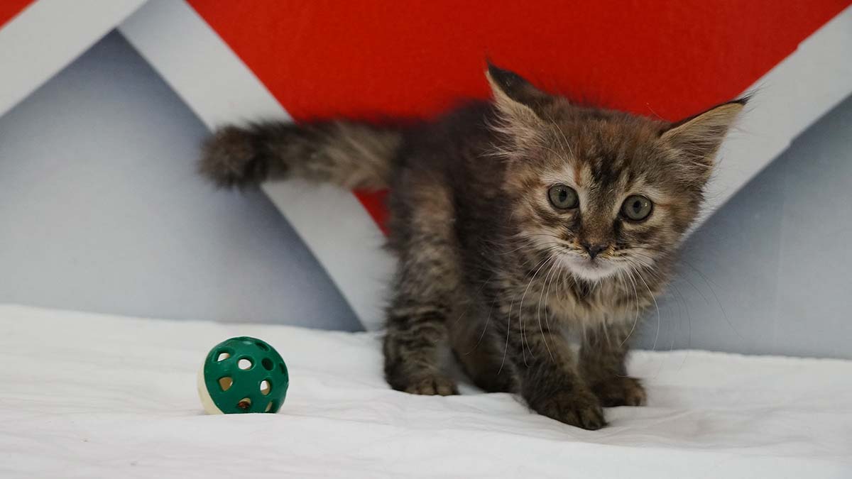 'Ailem Olur Musun?' 93 canlıya yuva oldu