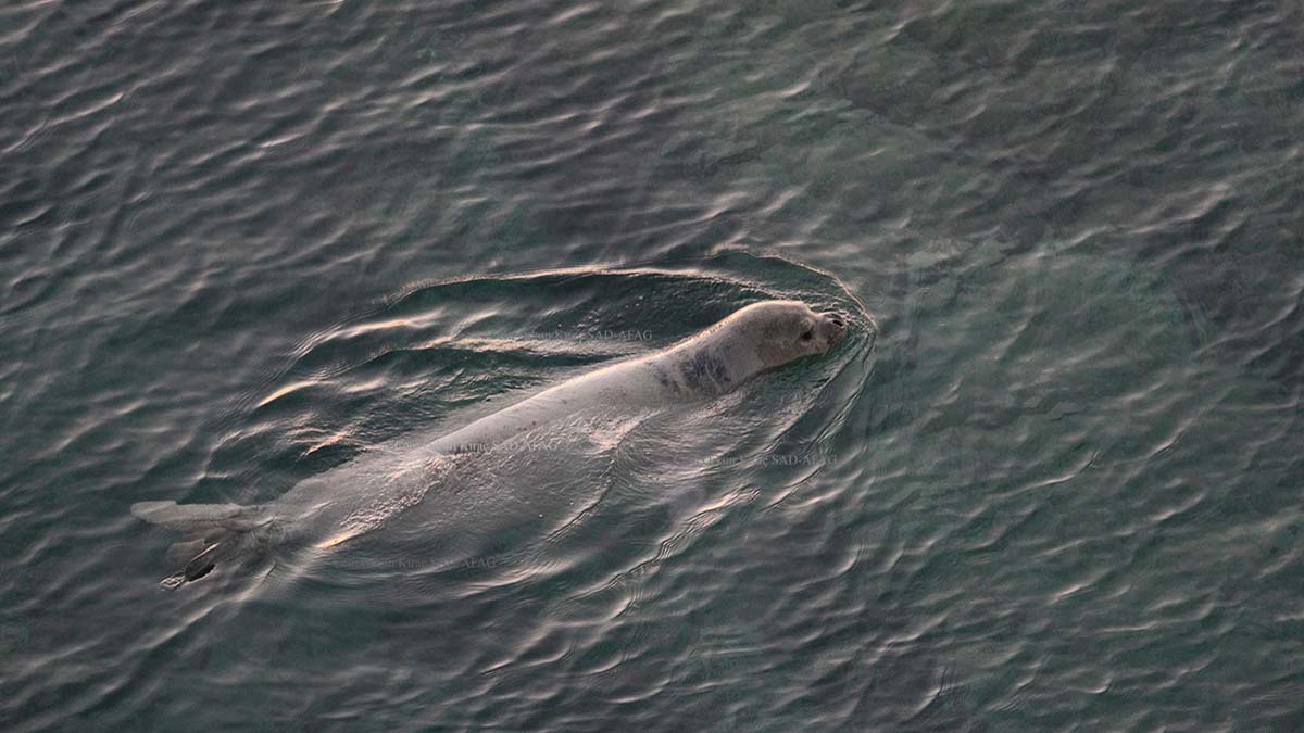 Akdeniz foku için yaşam alanları oluşturulacak