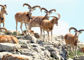 Anadolu yaban koyunları fotokapanlara yansıdı