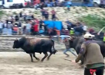 Arenadaki boğalar seyircilerin arasına daldı
