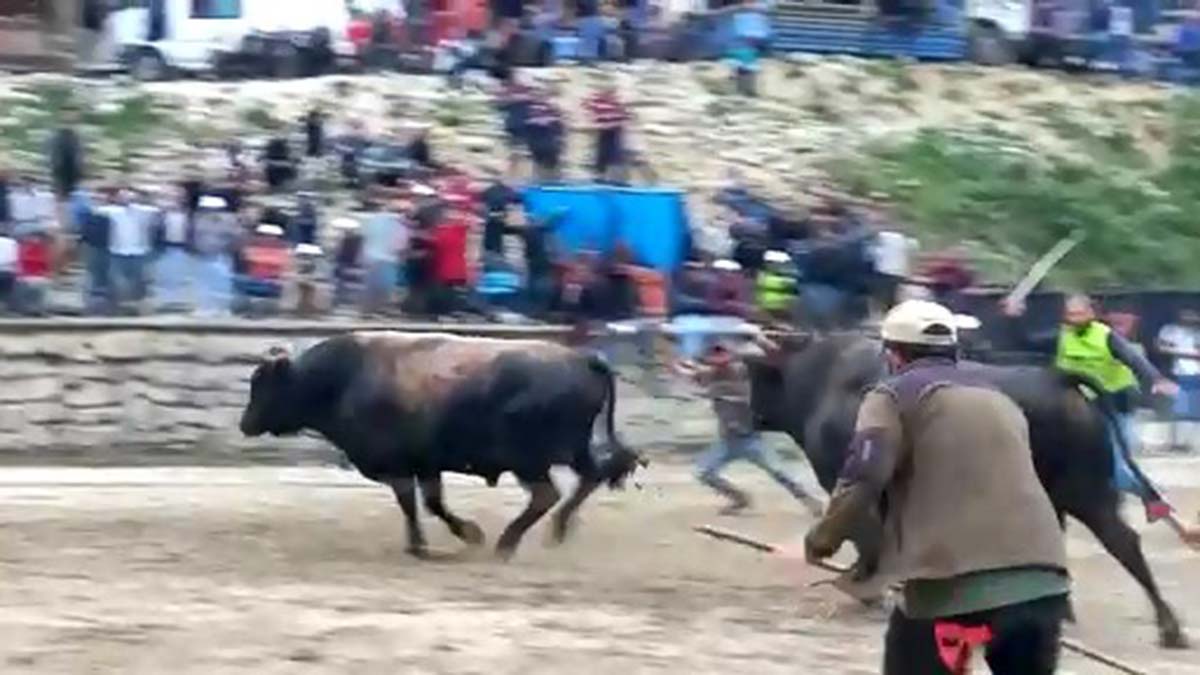 Arenadaki boğalar seyircilerin arasına daldı
