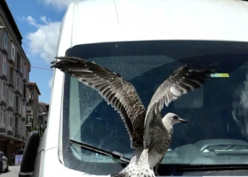 Avcılar'da hayvan kurtarma operasyonları