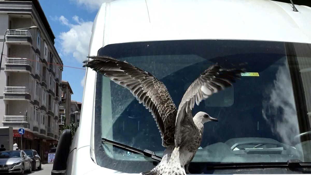 Avcılar'da hayvan kurtarma operasyonları