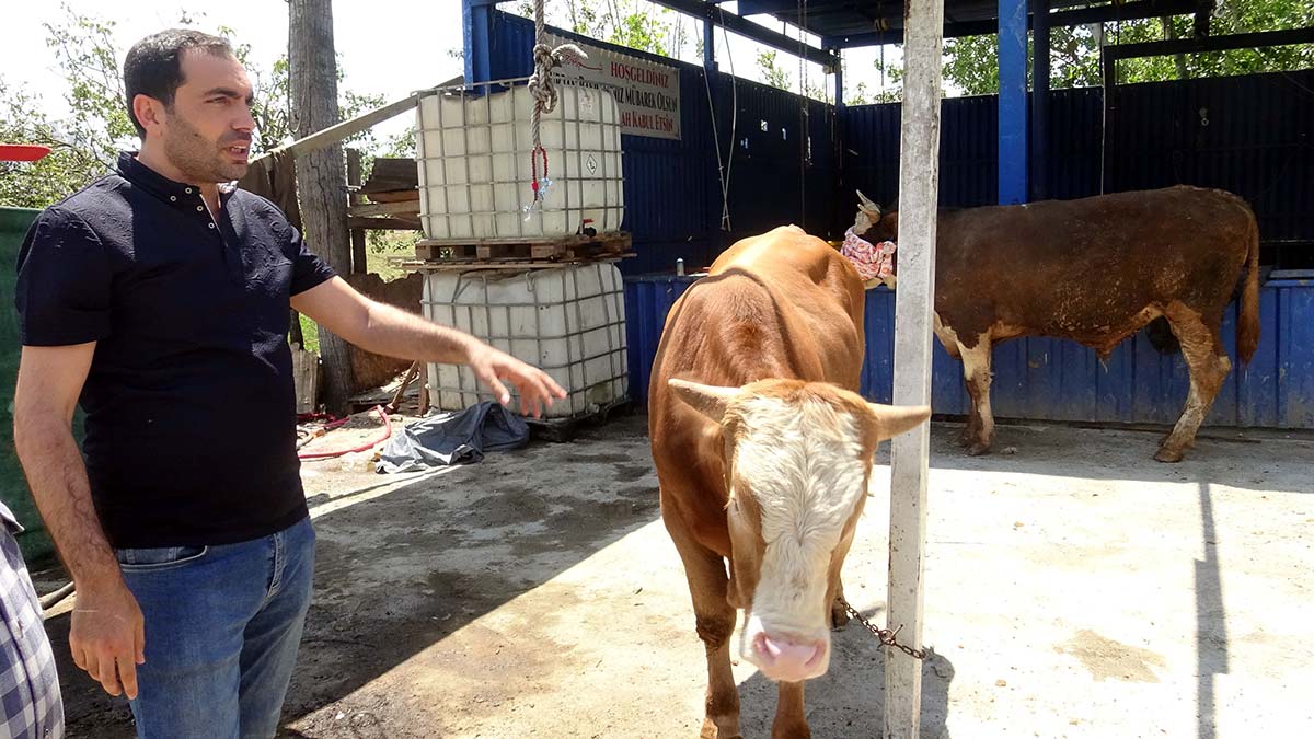 Avcılar'da yetim ve öksüzlere kurban bağışı