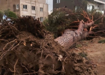 Aydın'da kuvvetli rüzgar ağaçları kökünden söktü