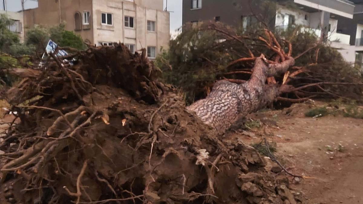 Aydın'da kuvvetli rüzgar ağaçları kökünden söktü