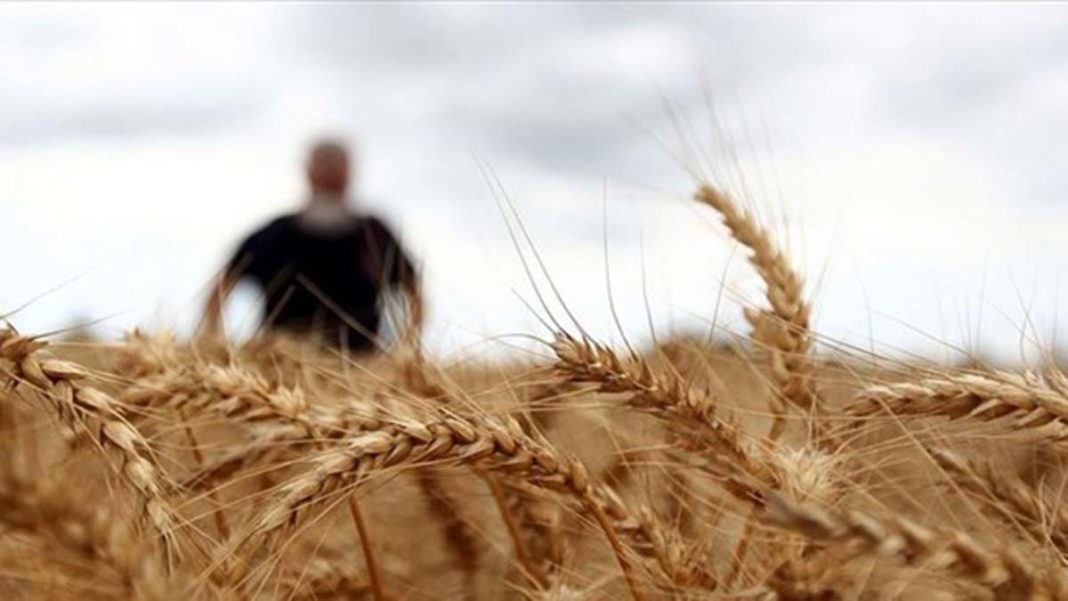 Bakanlıktan 'uygun fiyatlı buğday' açıklaması