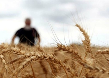 Bakanlıktan 'uygun fiyatlı buğday' açıklaması