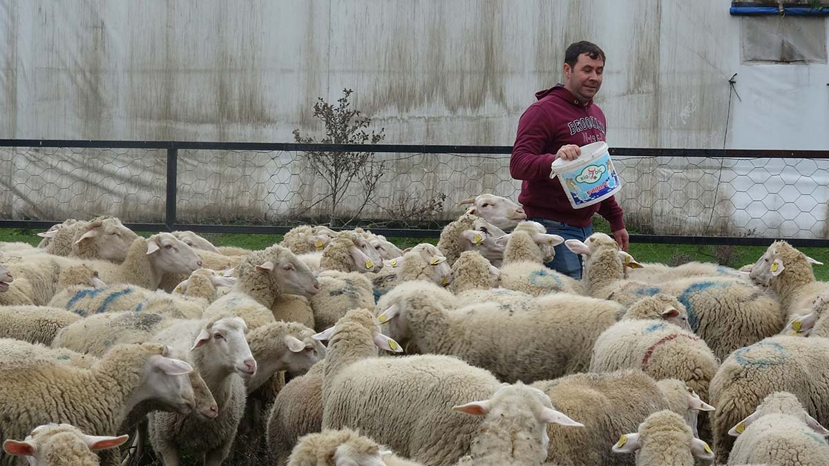 Balıkesir Üniversitesi'nde kuzu yetiştiriliyor
