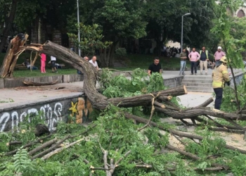 Beyoğlu'nda ağaç devrildi: 3 yaralı
