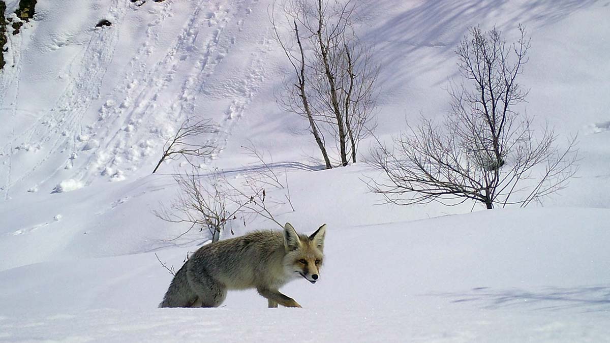 Bingöl'de yaban hayatı fotokapanda