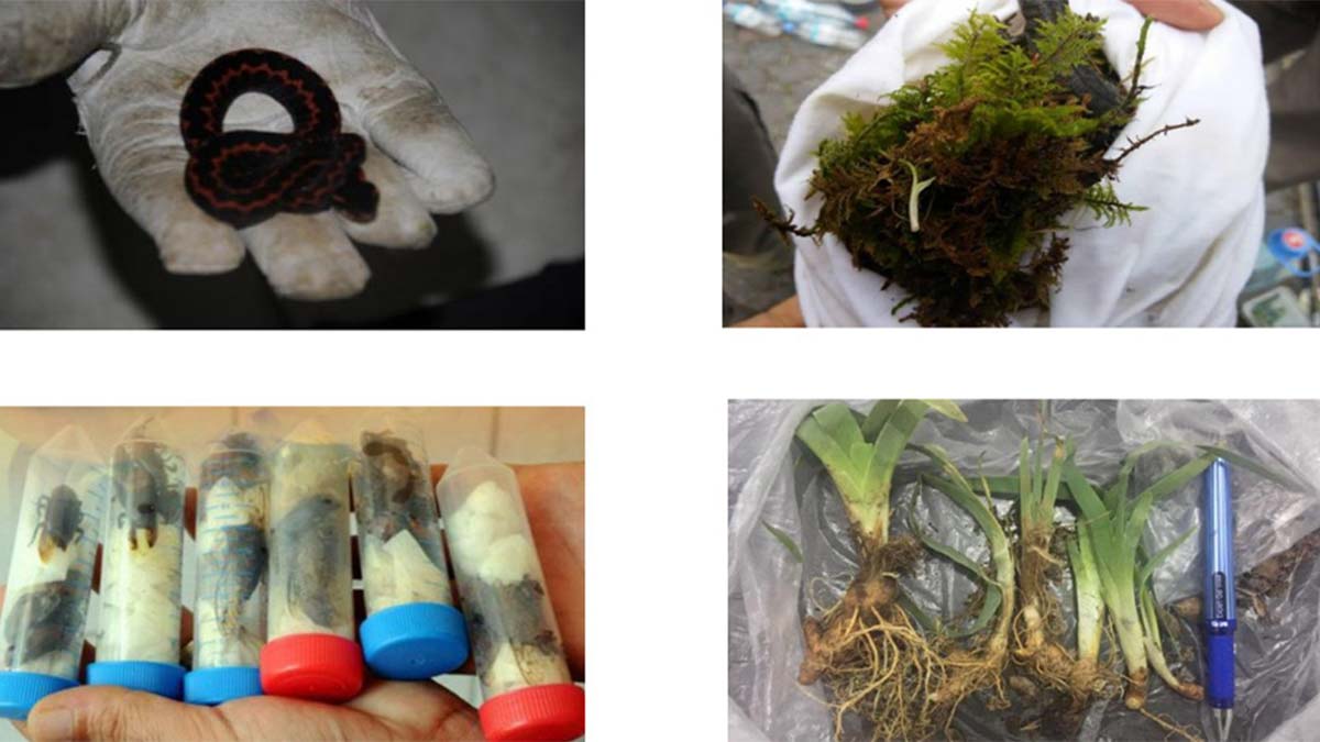 Biyokaçakçılığı önleyecek düzenleme