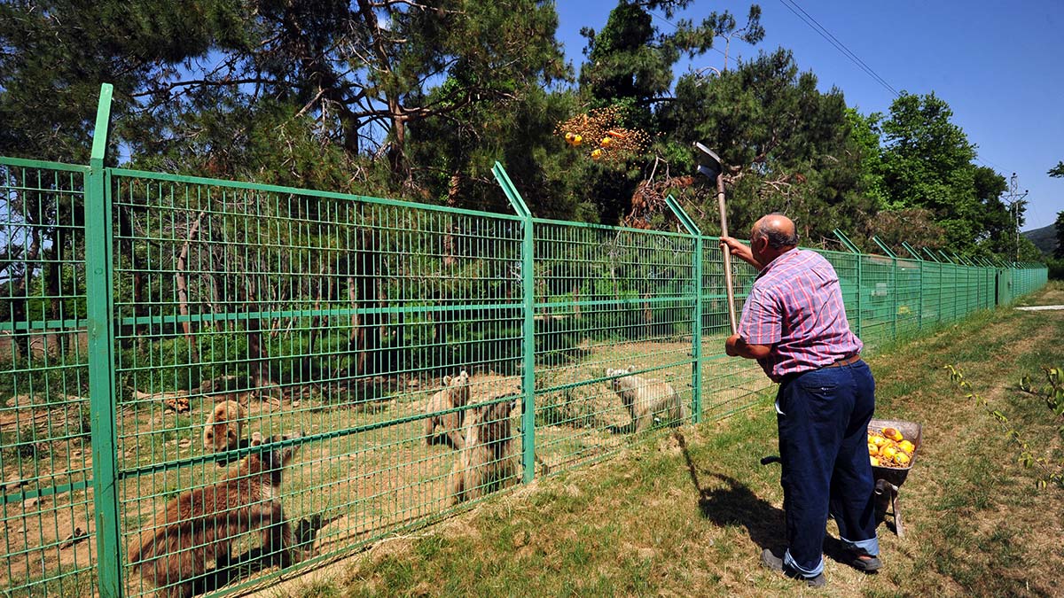 Bozayılar yaza özel program ile besleniyor