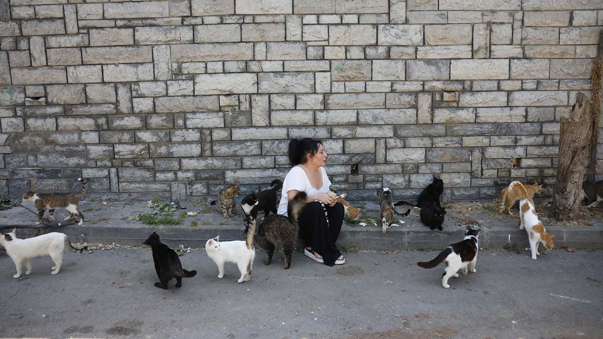 Büyükada'da kedilerde salgın iddiası