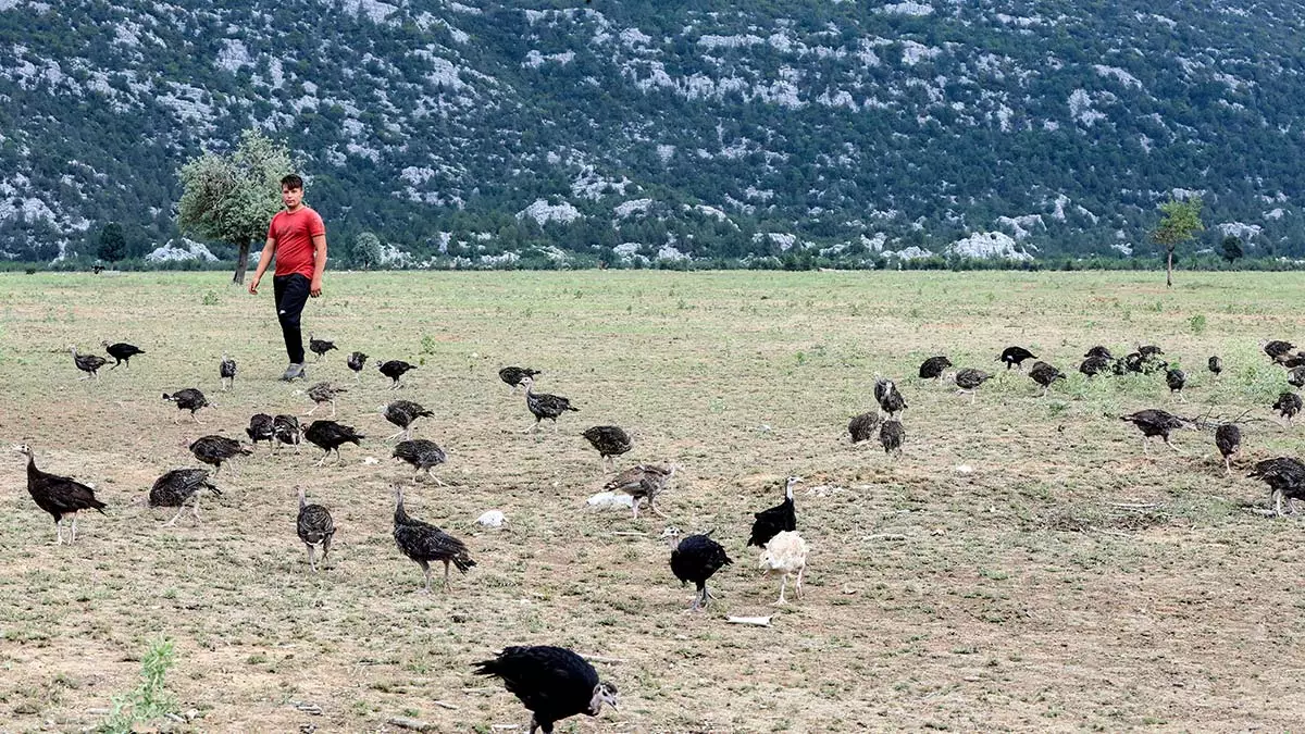 Cekirge istilasina karsi hindi ordusu is basinda 1 - yaşam - haberton