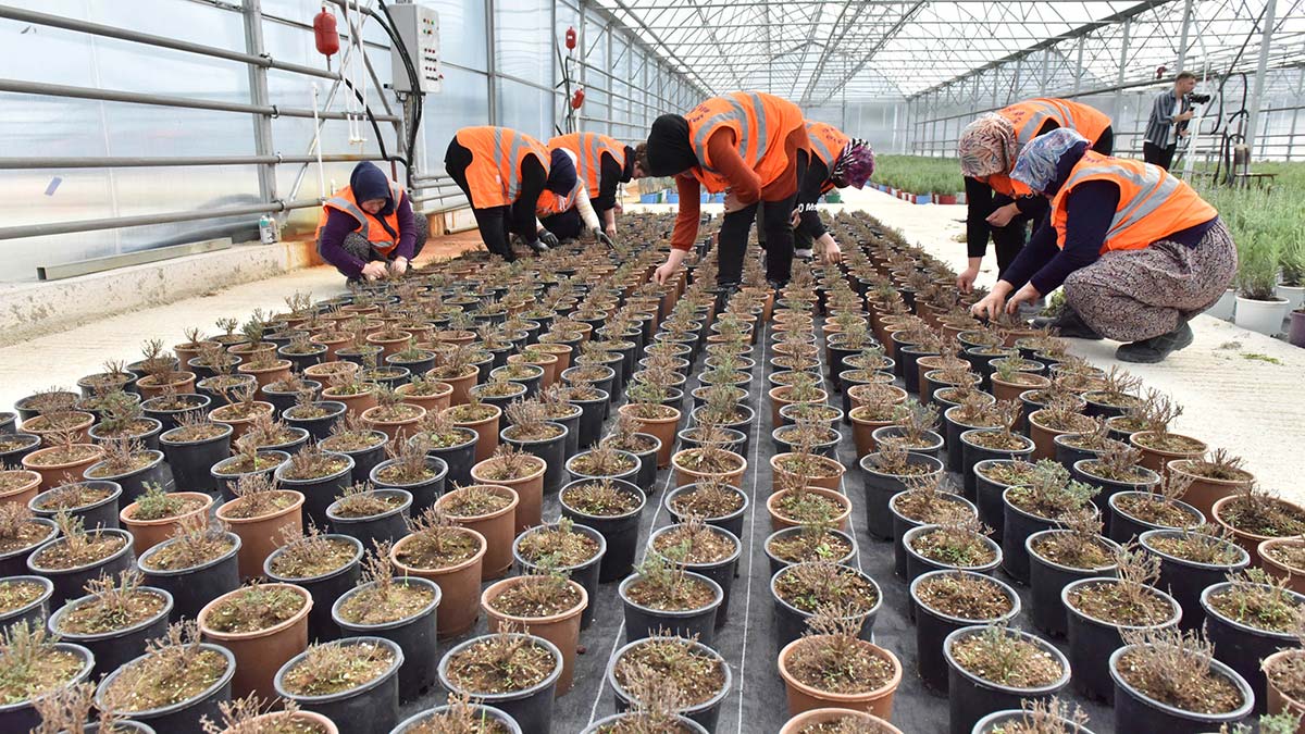 En büyük sera projesi Beypazarı'nda açıldı