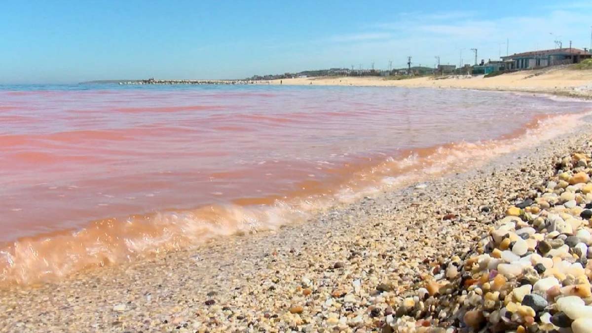 Denizdeki renk değişiminin nedeni; atıklar