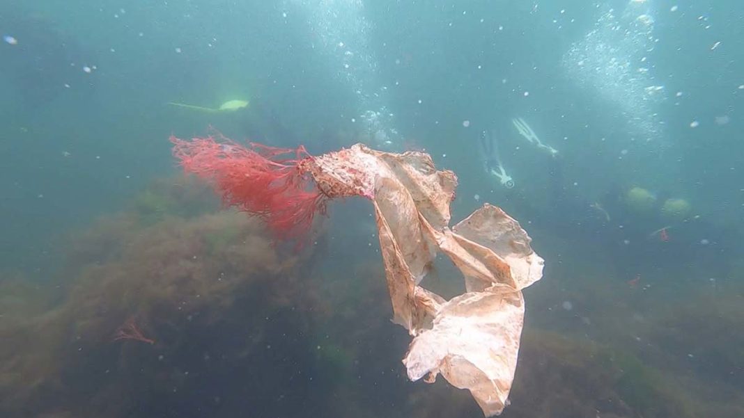 Denizide 15 farklı plastik türü tespit edildi