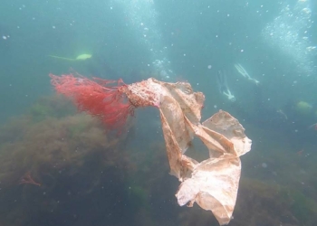 Denizide 15 farklı plastik türü tespit edildi