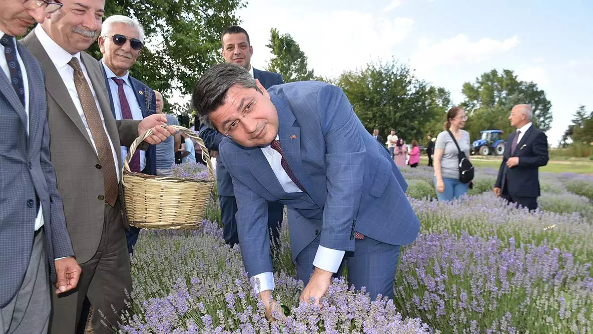 Edirnede lavanta tarla gunleri basladi 2 - yerel haberler - haberton