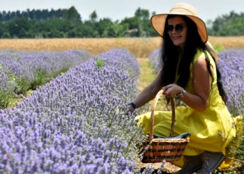 Edirne'de lavanta turizmi; otellerde yer kalmadı