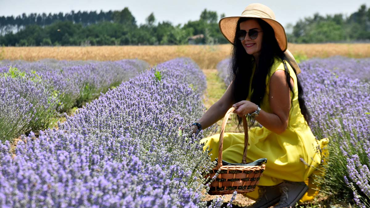 Edirne'de lavanta turizmi; otellerde yer kalmadı