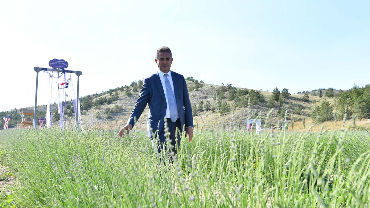 Mamak Kadın Kooperatifi (MAKKOP) tarafından Gökçeyurt Mahallesi'ndeki 23 dönümlük arazi üzerine dikilen lavantalar hasat zamanını bekliyor.