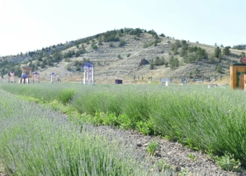 Lavantalar hasat zamanını bekliyor