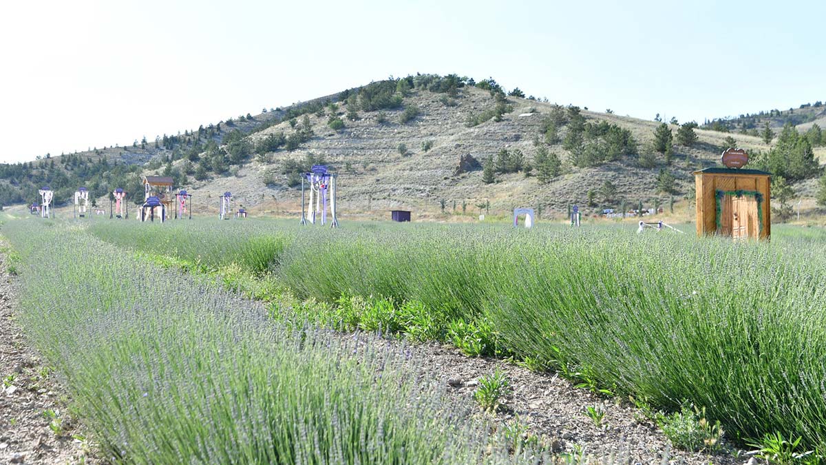 Lavantalar hasat zamanını bekliyor