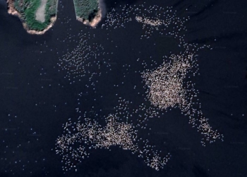 Google Earth'ten flamingo gözlemi