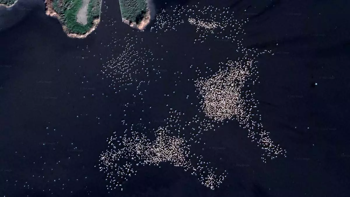 Google earth'ten flamingo gözlemi 