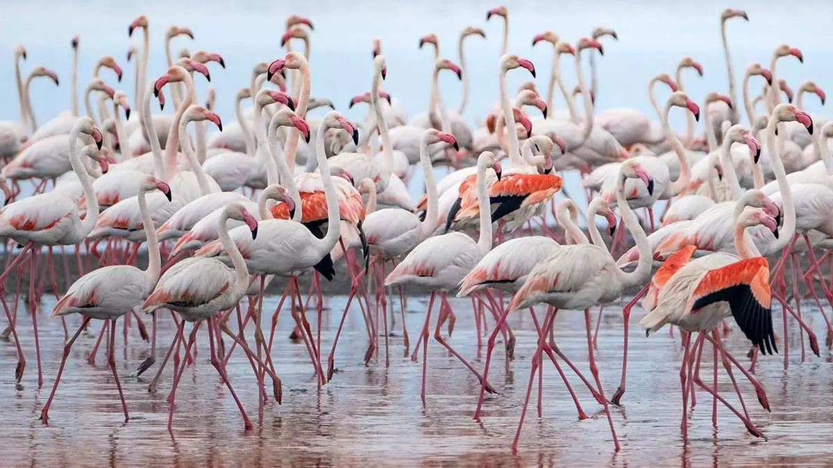 Google earthten flamingo gozlemi 1 2 - yerel haberler - haberton