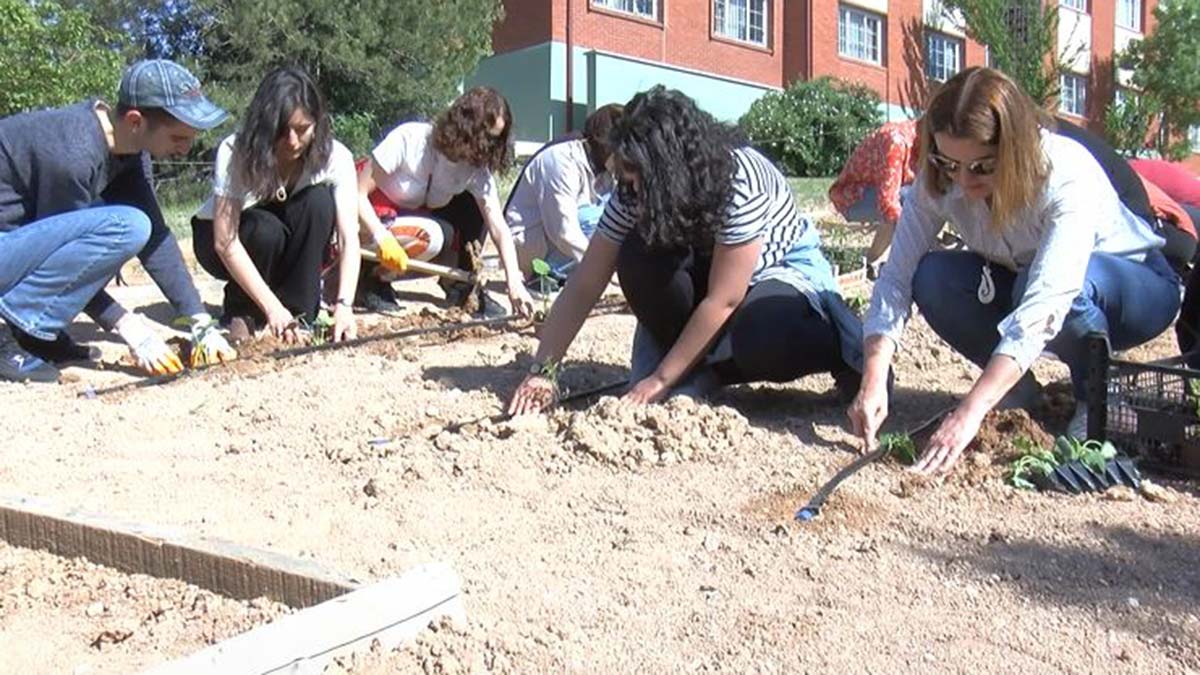 Hacettepe'de ata tohumları toprakla buluştu