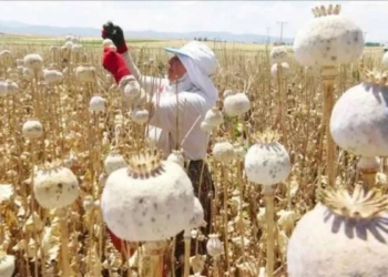 Haşhaş kapsülü fiyatları yeniden belirlendi